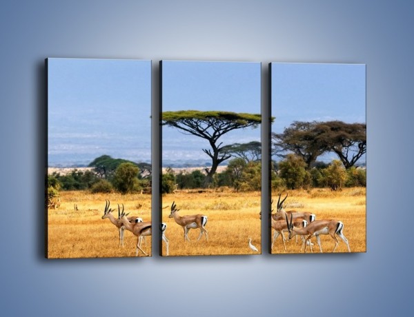 Obraz na płótnie – Antylopy w słonecznej afryce – trzyczęściowy Z003W2