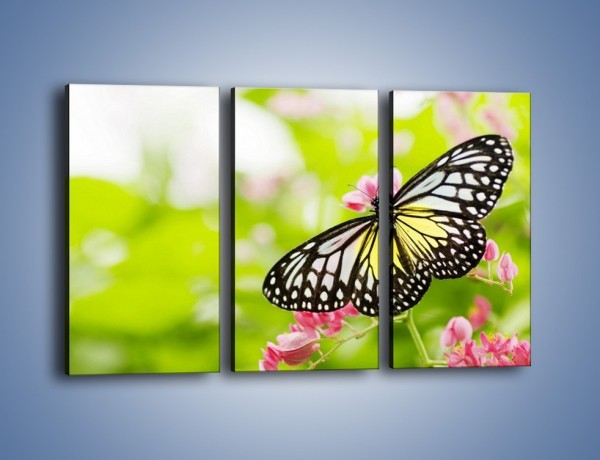 Obraz na płótnie – Motyl w letni poranek – trzyczęściowy Z004W2