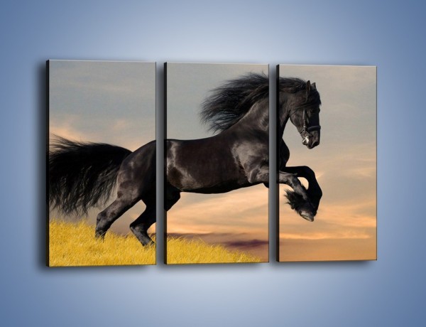Obraz na płótnie – Czarny koń w galopie – trzyczęściowy Z008W2