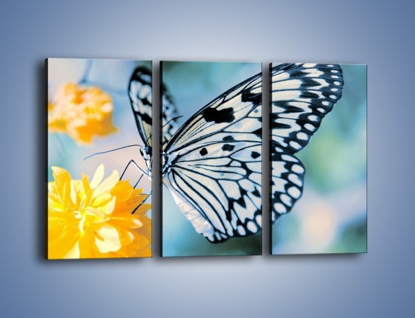 Obraz na płótnie – Motyw zebry w motylu – trzyczęściowy Z010W2