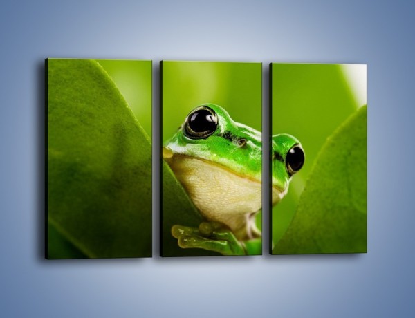 Obraz na płótnie – Zielony świat żabki – trzyczęściowy Z014W2