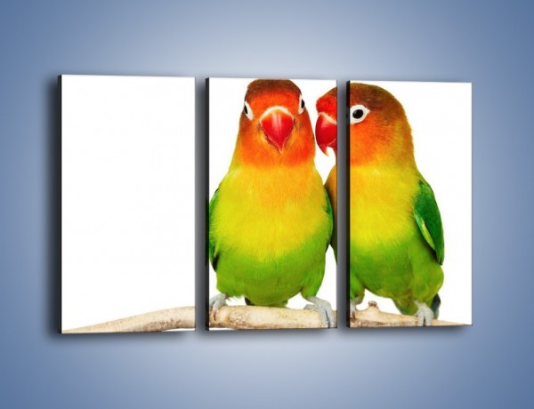Obraz na płótnie – Sekrety uśmiechniętych papug – trzyczęściowy Z017W2