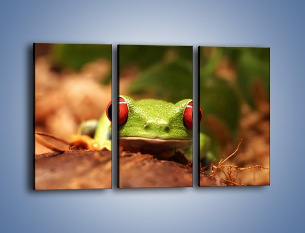 Obraz na płótnie – Bystre oczka małej żabki – trzyczęściowy Z023W2