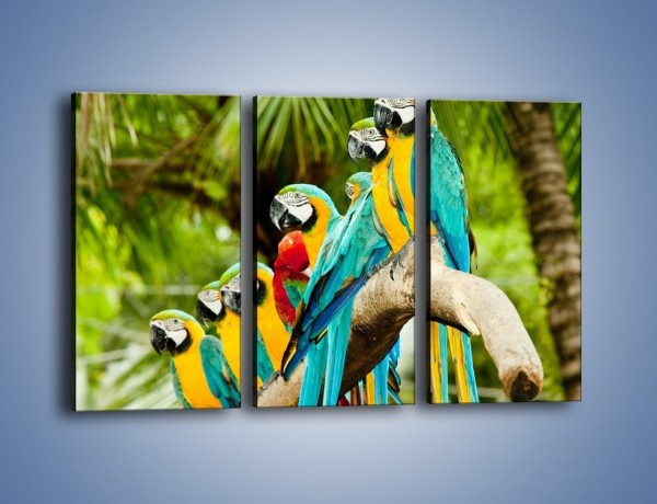 Obraz na płótnie – Kolorowe papugi w szeregu – trzyczęściowy Z029W2