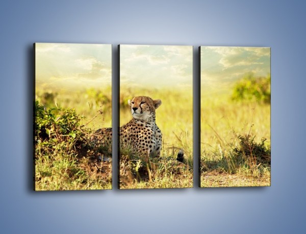 Obraz na płótnie – Relaks z gepardem w cieniu – trzyczęściowy Z040W2