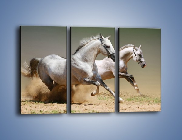 Obraz na płótnie – Białe konie w pustynnym galopie – trzyczęściowy Z055W2