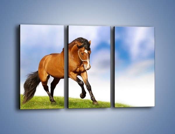 Obraz na płótnie – Przejażdżka na brązowym koniu – trzyczęściowy Z064W2