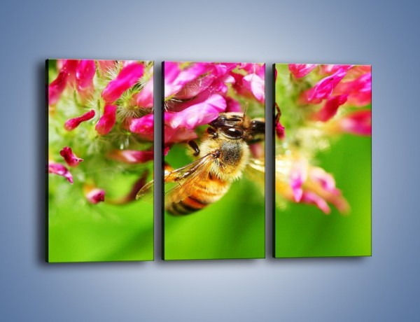 Obraz na płótnie – Pszczoły kochają kwiaty – trzyczęściowy Z065W2
