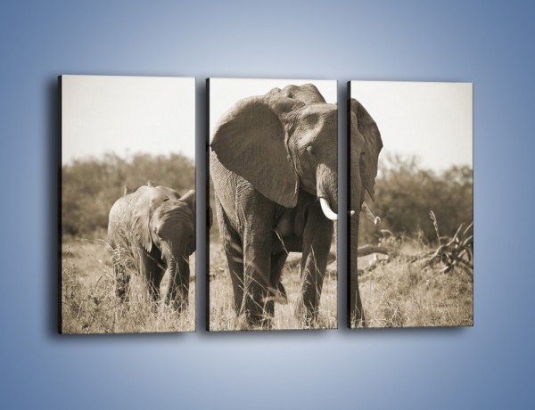 Obraz na płótnie – Wędrówki słoni przez sawannę – trzyczęściowy Z081W2