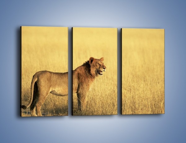 Obraz na płótnie – Czujny wzrok lwicy – trzyczęściowy Z091W2