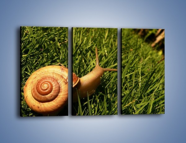 Obraz na płótnie – Z ślimakiem przez łąkę – trzyczęściowy Z103W2