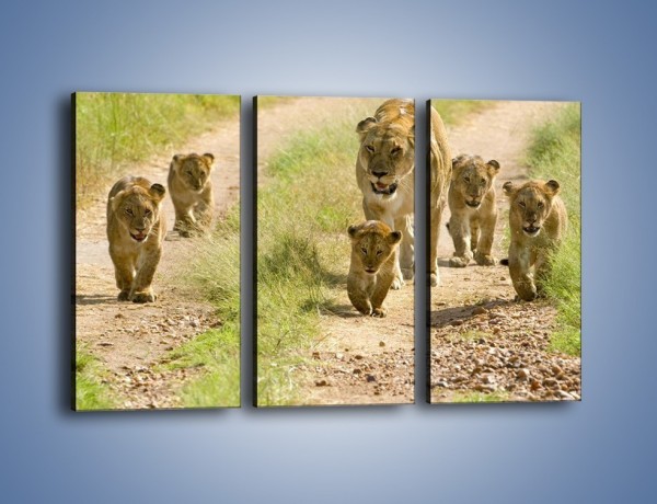 Obraz na płótnie – Spacer z małymi lwiątkami – trzyczęściowy Z112W2