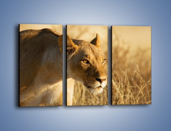 Obraz na płótnie – Polowanie z lwicą – trzyczęściowy Z132W2