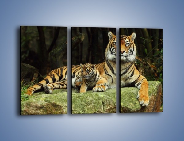 Obraz na płótnie – Tygrysia mamusia z maleństwem – trzyczęściowy Z138W2