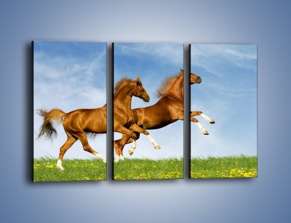 Obraz na płótnie – Skok przez pole z końmi – trzyczęściowy Z147W2