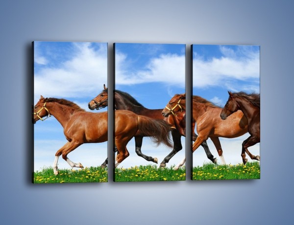 Obraz na płótnie – Galopujące stado brązowych koni – trzyczęściowy Z172W2
