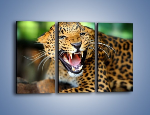 Obraz na płótnie – Jaguar z pazurem – trzyczęściowy Z184W2