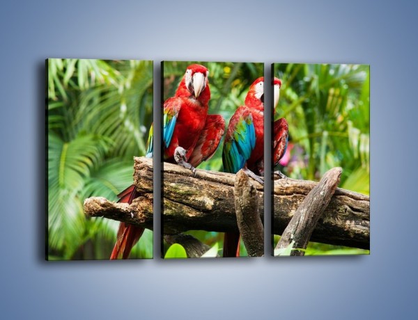 Obraz na płótnie – Papużki nierozłączki – trzyczęściowy Z188W2