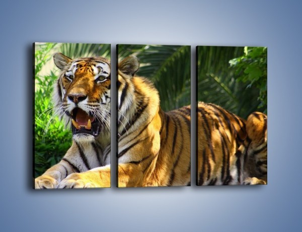 Obraz na płótnie – Cała duma tygrysa – trzyczęściowy Z199W2