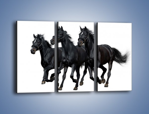 Obraz na płótnie – Trio czarnych ogierów – trzyczęściowy Z202W2