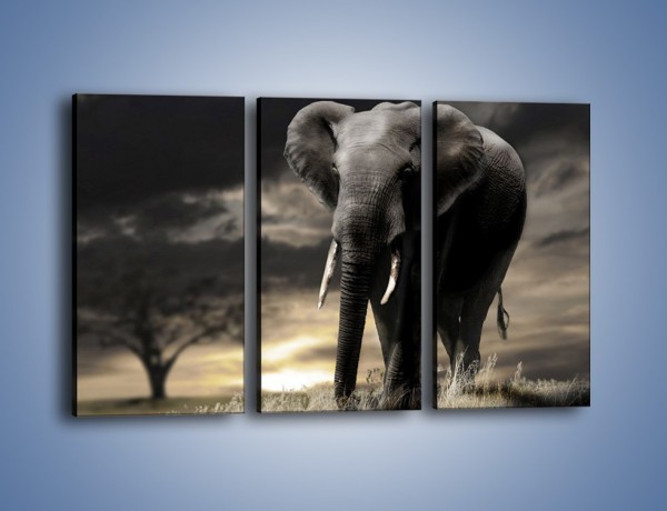 Obraz na płótnie – Smutna wędrówka słoni – trzyczęściowy Z207W2