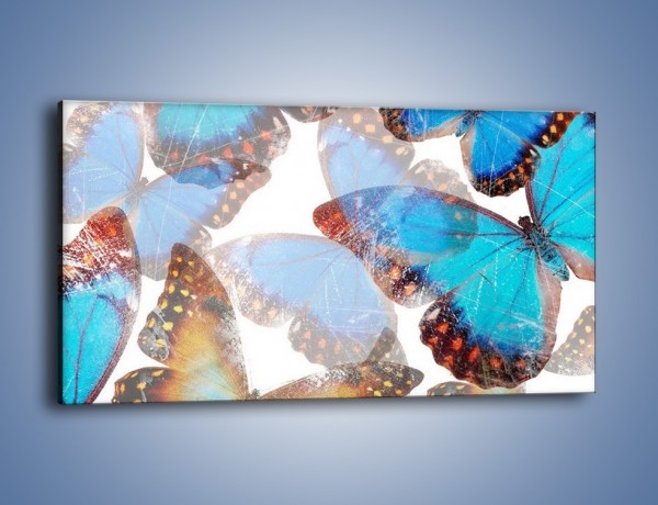 Obraz na płótnie – Motyl w niebieskim kolorze – jednoczęściowy panoramiczny GR403