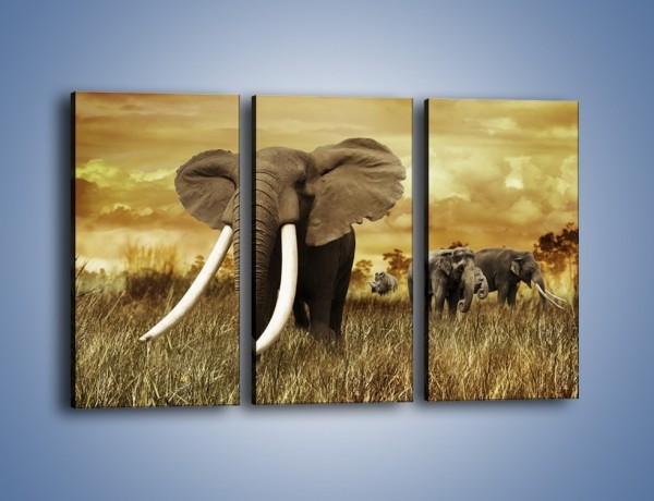 Obraz na płótnie – Drogocenne kły słonia – trzyczęściowy Z214W2