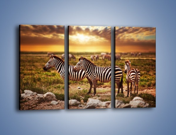 Obraz na płótnie – Zebra w dwóch kolorach – trzyczęściowy Z221W2