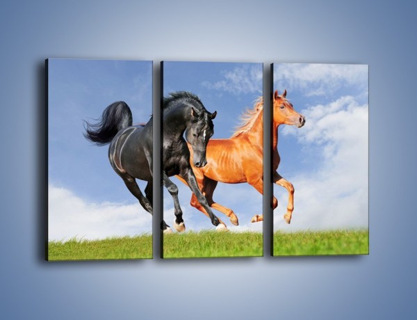 Obraz na płótnie – Czarny rudy i koń – trzyczęściowy Z241W2