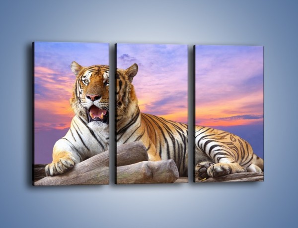 Obraz na płótnie – Tygrys o zachodzie słońca – trzyczęściowy Z246W2