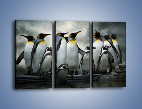 Obraz na płótnie – Pingwinki z madagaskaru – trzyczęściowy Z247W2