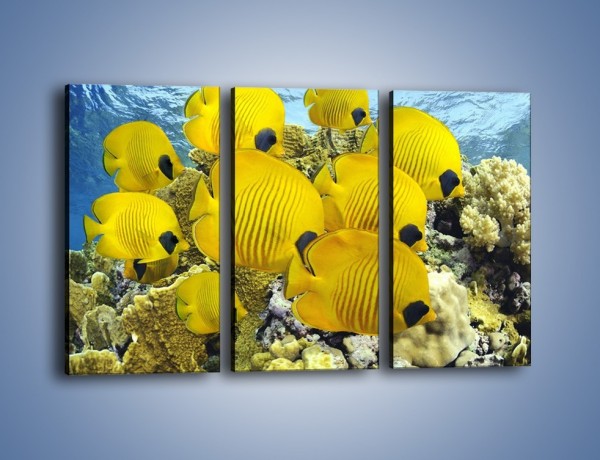 Obraz na płótnie – Słoneczne ryby w oceanie – trzyczęściowy Z252W2