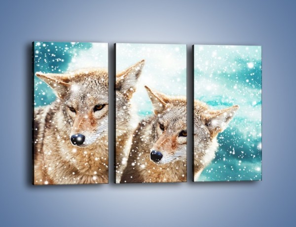 Obraz na płótnie – Zaciekawione wilki w płatkach śniegu – trzyczęściowy Z257W2