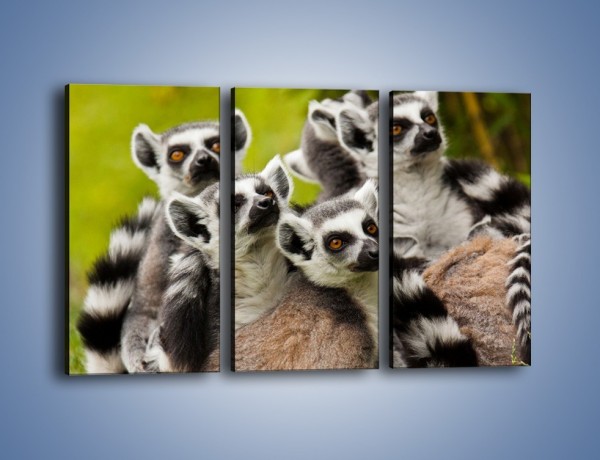 Obraz na płótnie – Wszystko wiedzące lemury – trzyczęściowy Z259W2