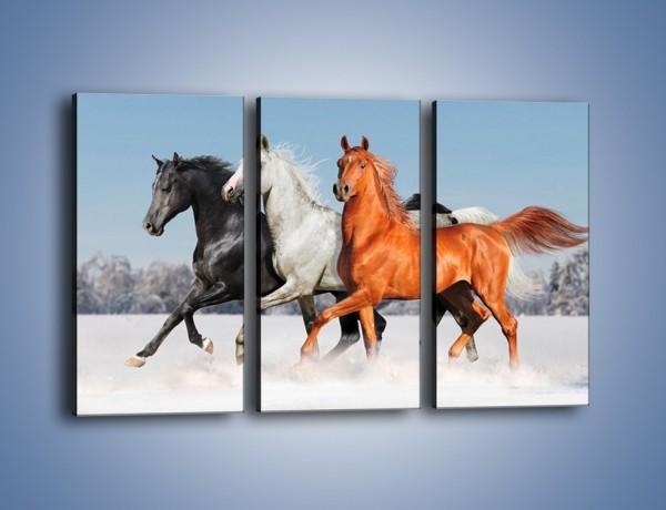 Obraz na płótnie – Konie w kolorach – trzyczęściowy Z261W2