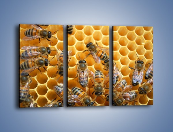 Obraz na płótnie – Pszczoły na plastrze miodu – trzyczęściowy Z265W2