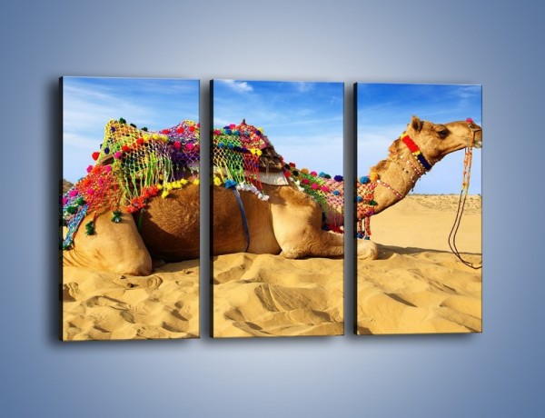 Obraz na płótnie – Wystrojony wielbłąd na pustyni – trzyczęściowy Z266W2