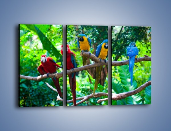 Obraz na płótnie – Obrażona koleżanka w gronie papug – trzyczęściowy Z269W2