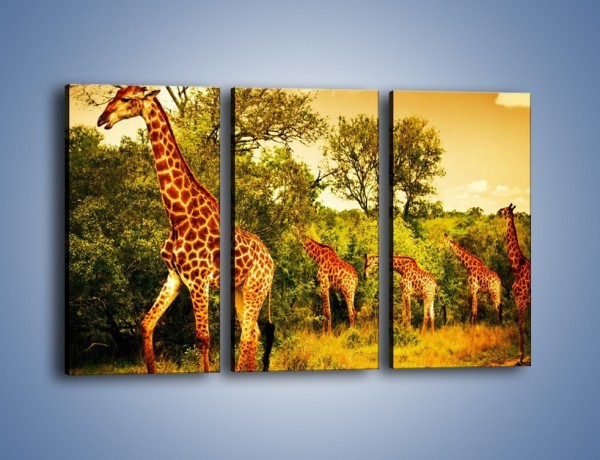 Obraz na płótnie – Spacer dumnych żyraf – trzyczęściowy Z270W2