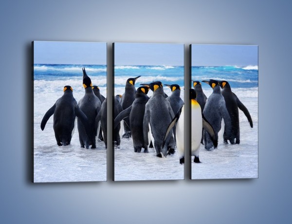 Obraz na płótnie – Narada pingwiniej rodziny – trzyczęściowy Z272W2