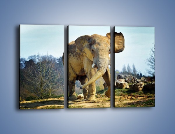 Obraz na płótnie – Ciężkie życie słonia – trzyczęściowy Z273W2