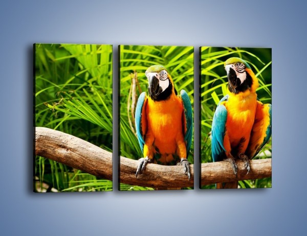 Obraz na płótnie – Papugi na tle paproci – trzyczęściowy Z278W2