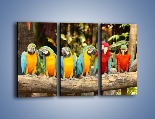 Obraz na płótnie – Sześć papug czeka na siódmego – trzyczęściowy Z279W2