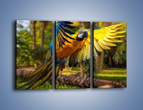 Obraz na płótnie – Rozłożone barwne skrzydła papugi – trzyczęściowy Z281W2