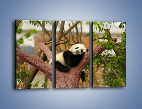 Obraz na płótnie – Sen pandy na drzewie – trzyczęściowy Z286W2