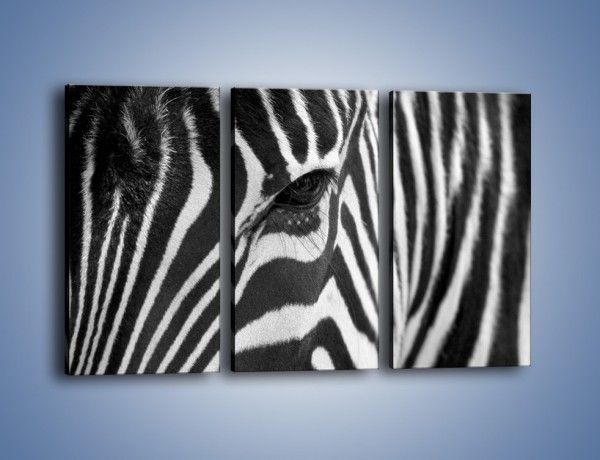 Obraz na płótnie – Zebra z bliska – trzyczęściowy Z301W2