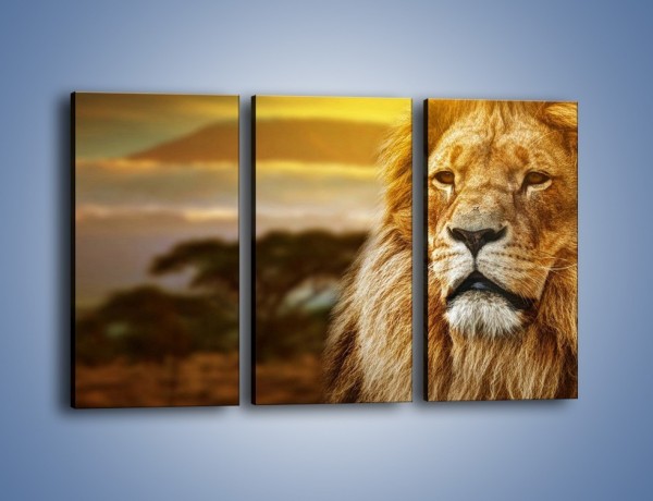 Obraz na płótnie – Dojrzały wiek lwa – trzyczęściowy Z303W2