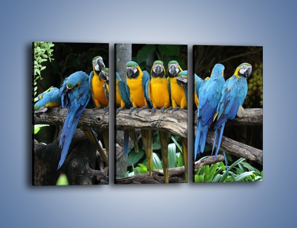Obraz na płótnie – Narada papuziej rodziny – trzyczęściowy Z307W2