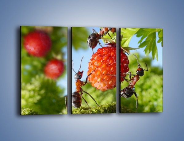 Obraz na płótnie – Mrówki i owoce – trzyczęściowy Z309W2