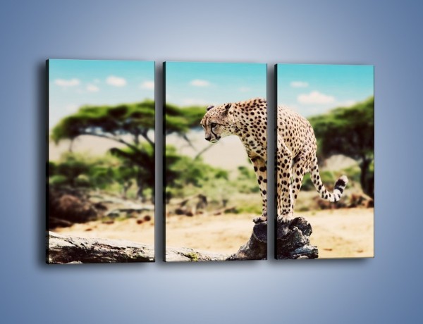 Obraz na płótnie – Cała zwinność geparda – trzyczęściowy Z315W2